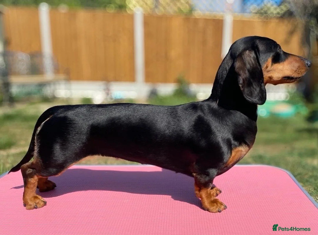 Miniature Dachshund dogs for sale: RKC Registered Miniature Smooth Haired Dachshunds - Advert 2