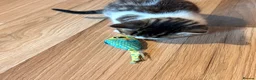 American Wirehair cats for sale: 1 Male 1 Female kitten - Advert 6