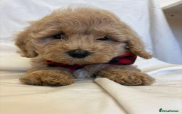 Cavapoo dogs for sale: Beautiful Cavapoo’s - Image 23
