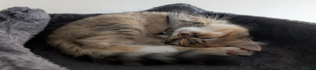 British Longhair Kitten 2