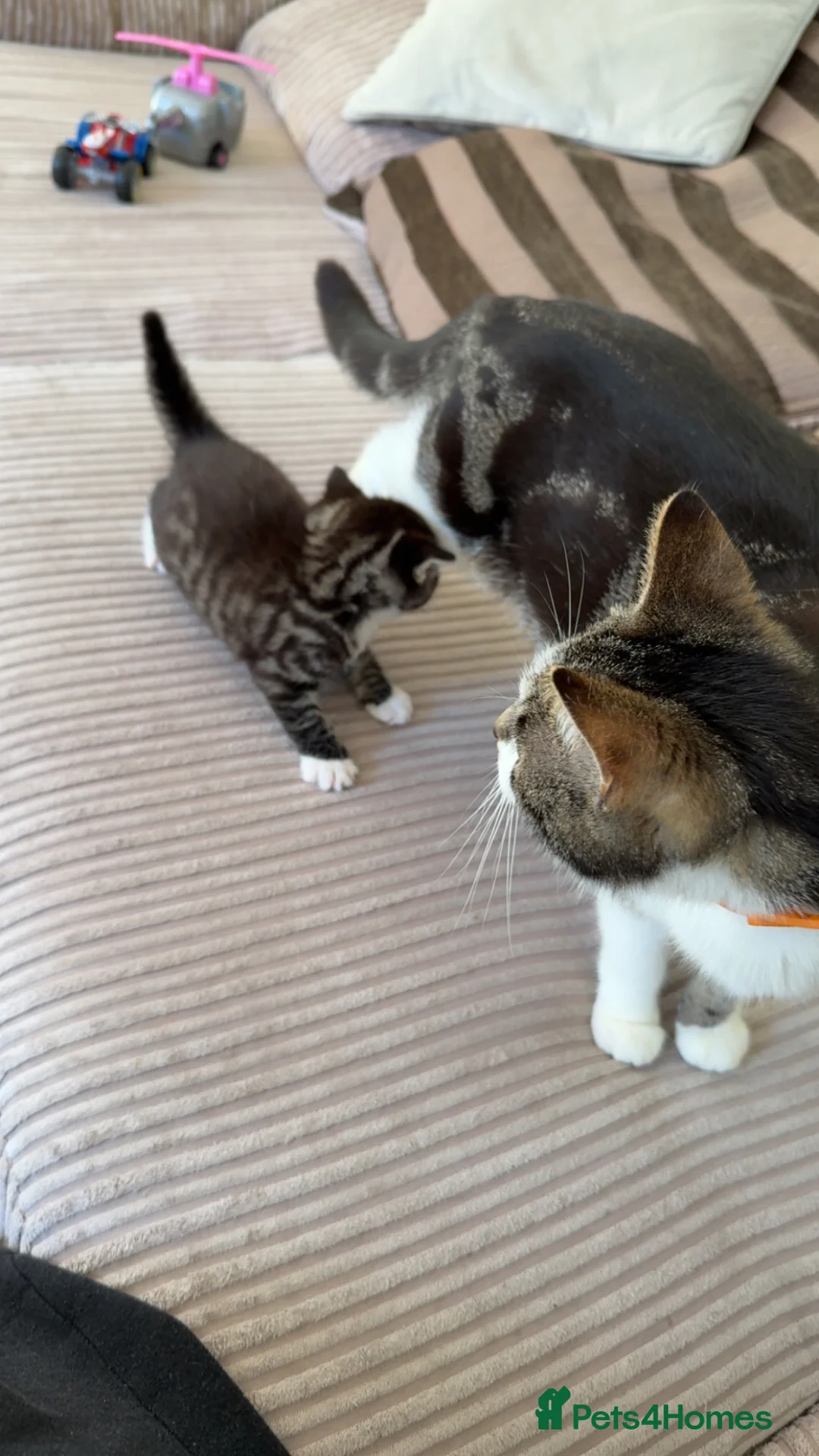 British Longhair cats for sale: Boy kitten in Crawley - Advert 1