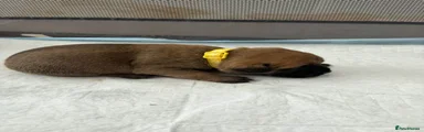 Yellow Boy