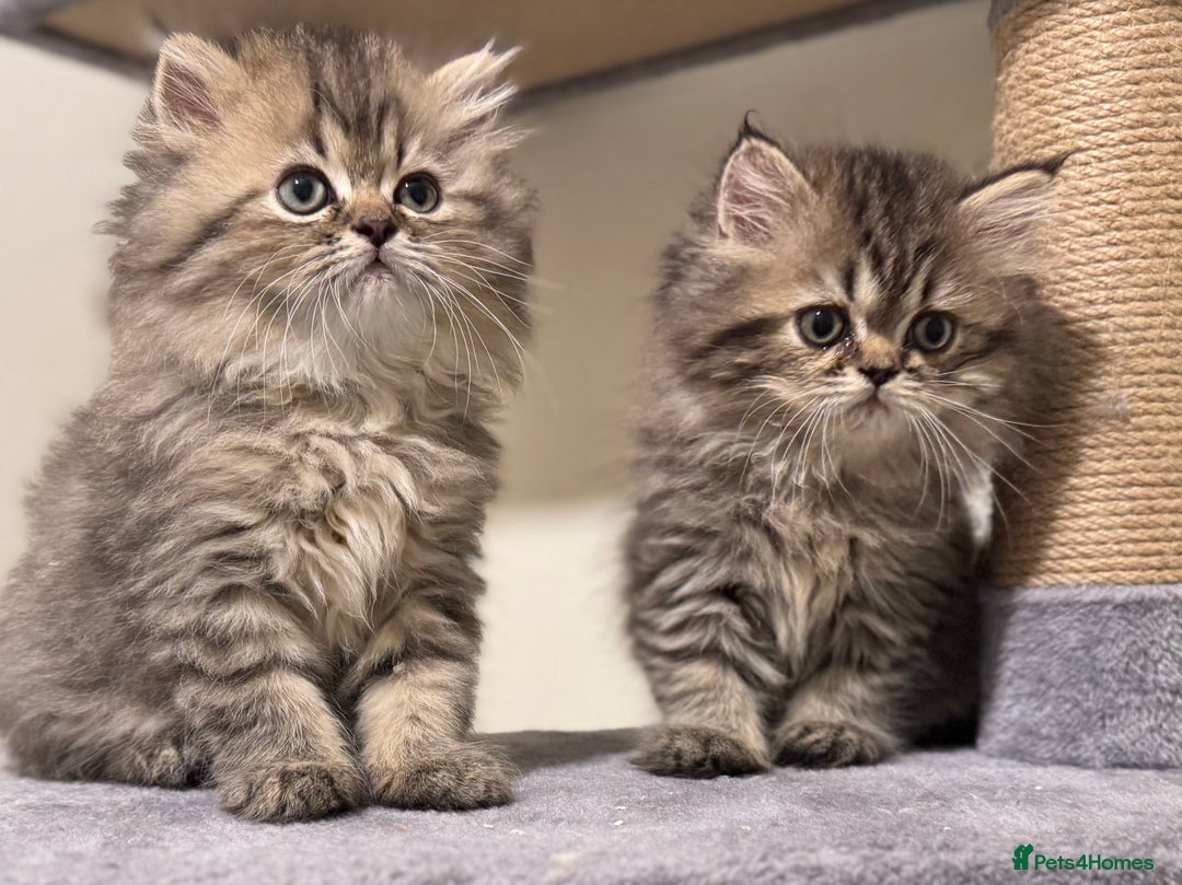 Persian cats for sale: Persian Kittens - 2 Males & 2 Females  - Image 9