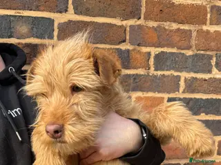 Soft Coated Wheaten Terrier dogs Male Irish wheaten terrier (Not soft coated) - Advert 2