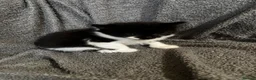 Mixed Breed cats for sale: 3 Gorgeous kittens black and white.  - Advert 8