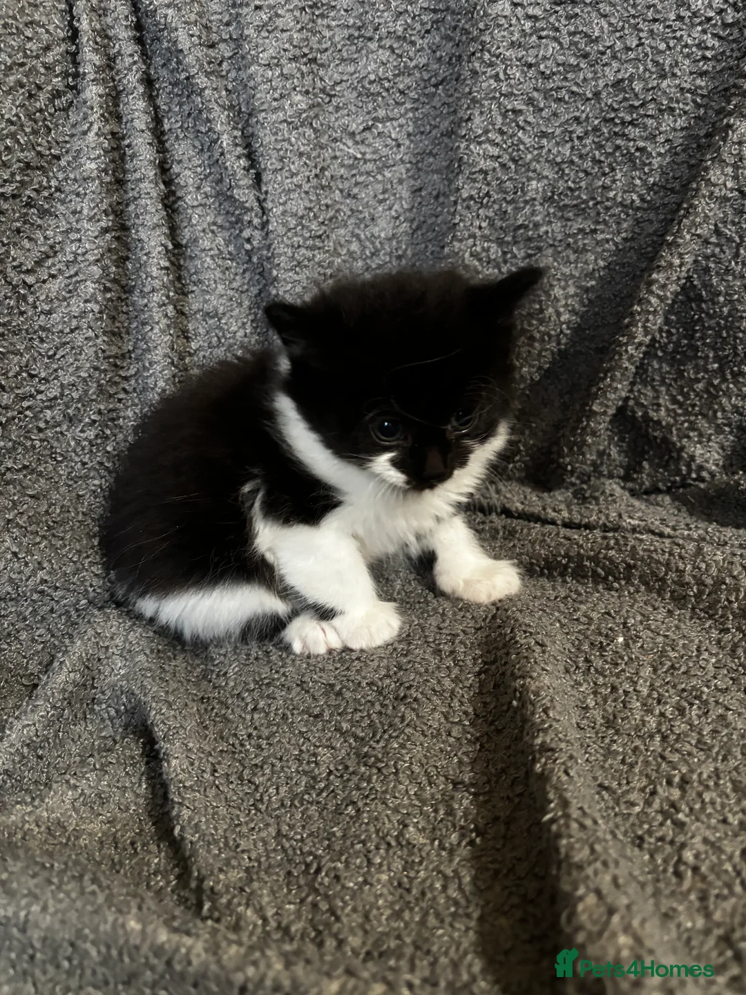 Mixed Breed cats for sale: 3 Gorgeous kittens black and white.  - Advert 8