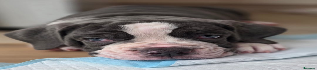 Olde English Bulldogge Puppy 2