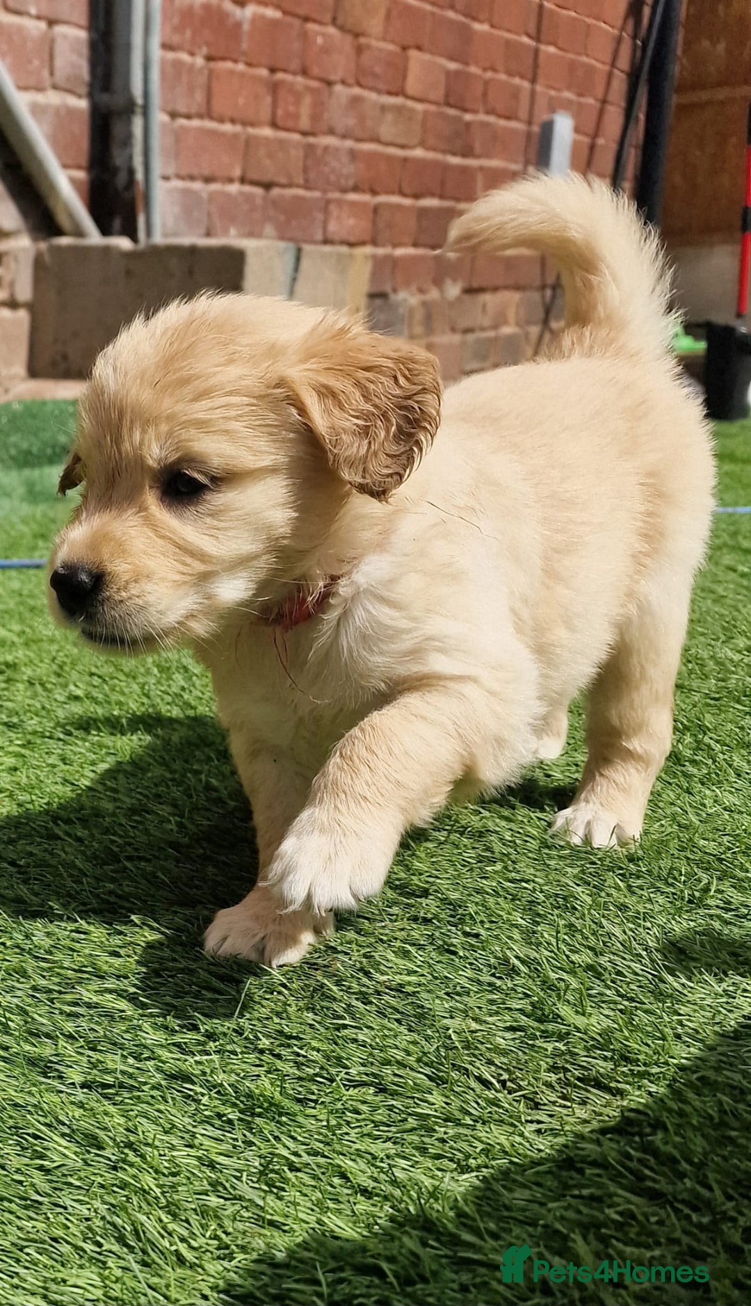 Golden Retriever dogs for sale: 10 Gorgeous Golden Retrievers 🐶❤️-Health & Hip ✅ - Image 2