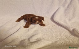 Cavapoo dogs for sale: Fox Red Cavapoo F1 Puppies  - Image 15
