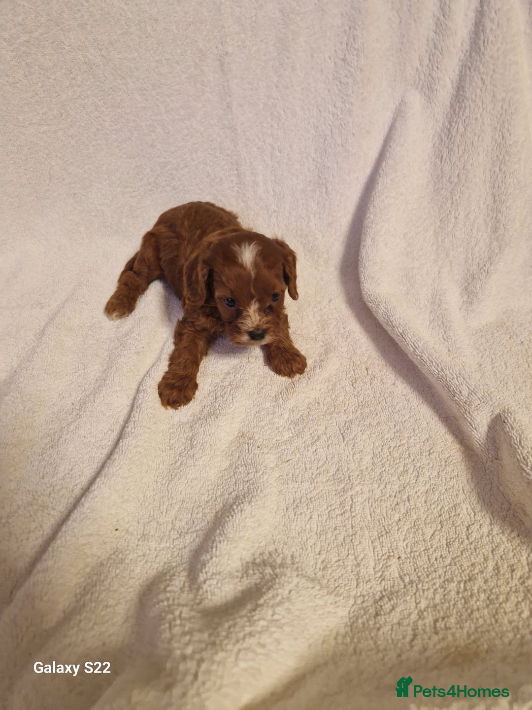 Cavapoo dogs for sale: Fox Red Cavapoo F1 Puppies  - Image 15