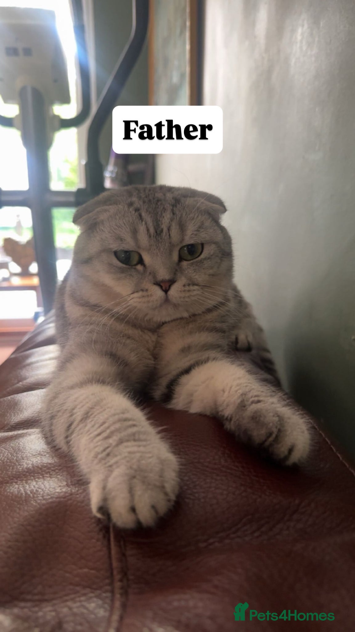 Mixed Breed cats for sale: Lovely British and Scottish short hair kittens in Wigston - Advert 9