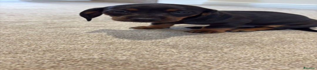 Miniature Dachshund Puppy 3