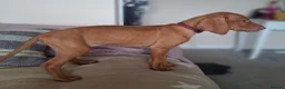 Hungarian Vizsla dogs for sale: Hungarian Vizsla puppies 1 girl and 1 boy - Advert 10