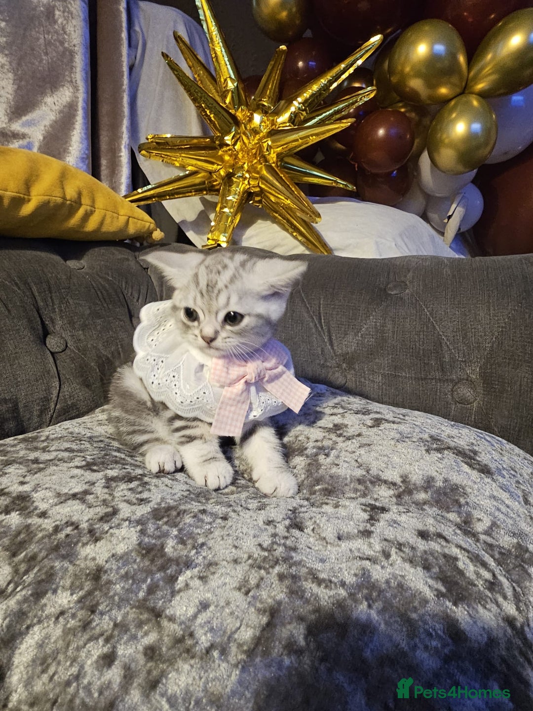 British Shorthair cats for sale: Adorable Silver Kittens looking for forever homes - Advert 5