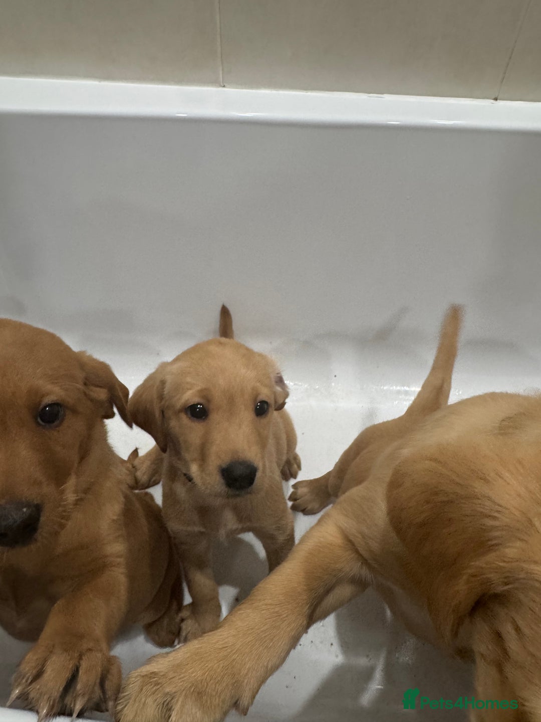 Labrador Retriever dogs for sale: Beautiful kc reg Labrador pups - Image 5