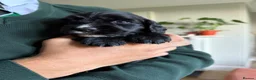 Cocker Spaniel dogs for sale: KC REGISTERED WORKING COCKER SPANIEL PUPPIES - Advert 11