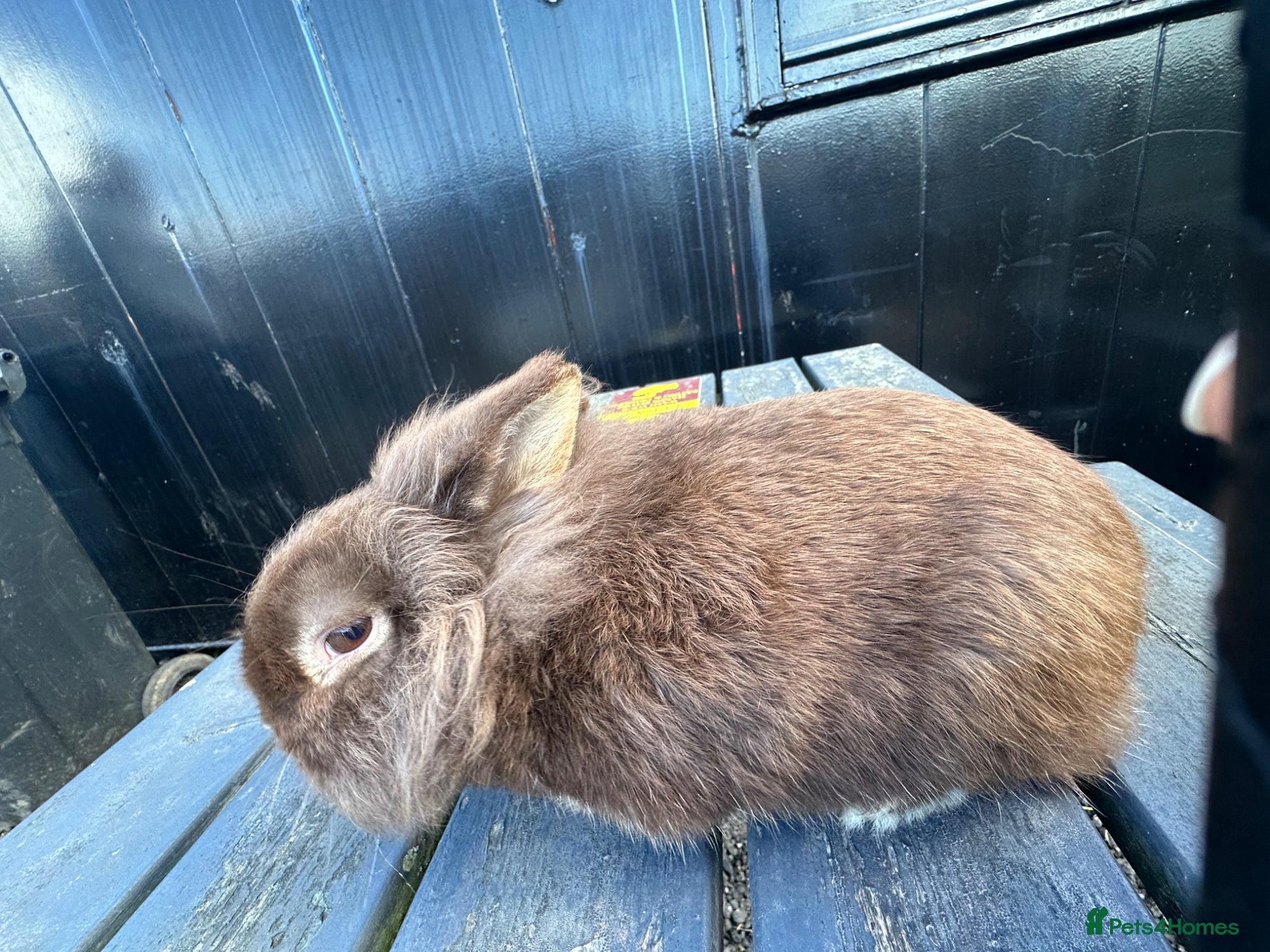 Mixed Breed rabbits Thumper - Advert 2