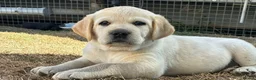 Labrador Retriever dogs for sale: Purebred Labrador Puppies. Full pedigree in Glasgow - Advert 3