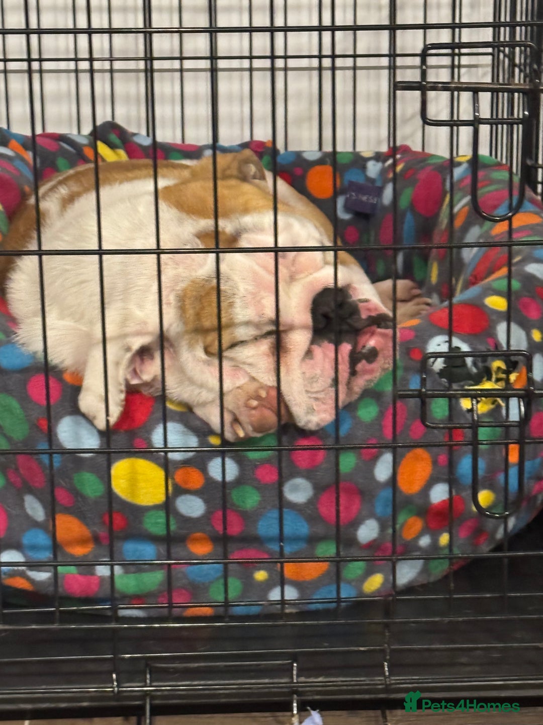 English Bulldog dogs for sale: Bulldog red white .  - Image 5