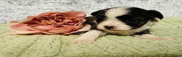 Chihuahua dogs for sale: Maltipoo x chihuahua  - Advert 2