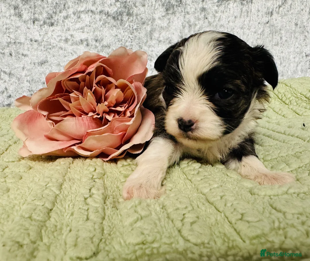 Chihuahua dogs for sale: Maltipoo x chihuahua  - Advert 2