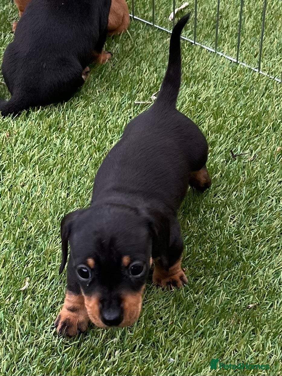 Miniature Dachshund dogs Adorable & Mischievous little Girls.  - Advert 2