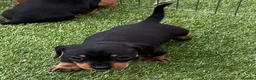 Miniature Dachshund dogs for sale: Beautiful little girl.  - Advert 4