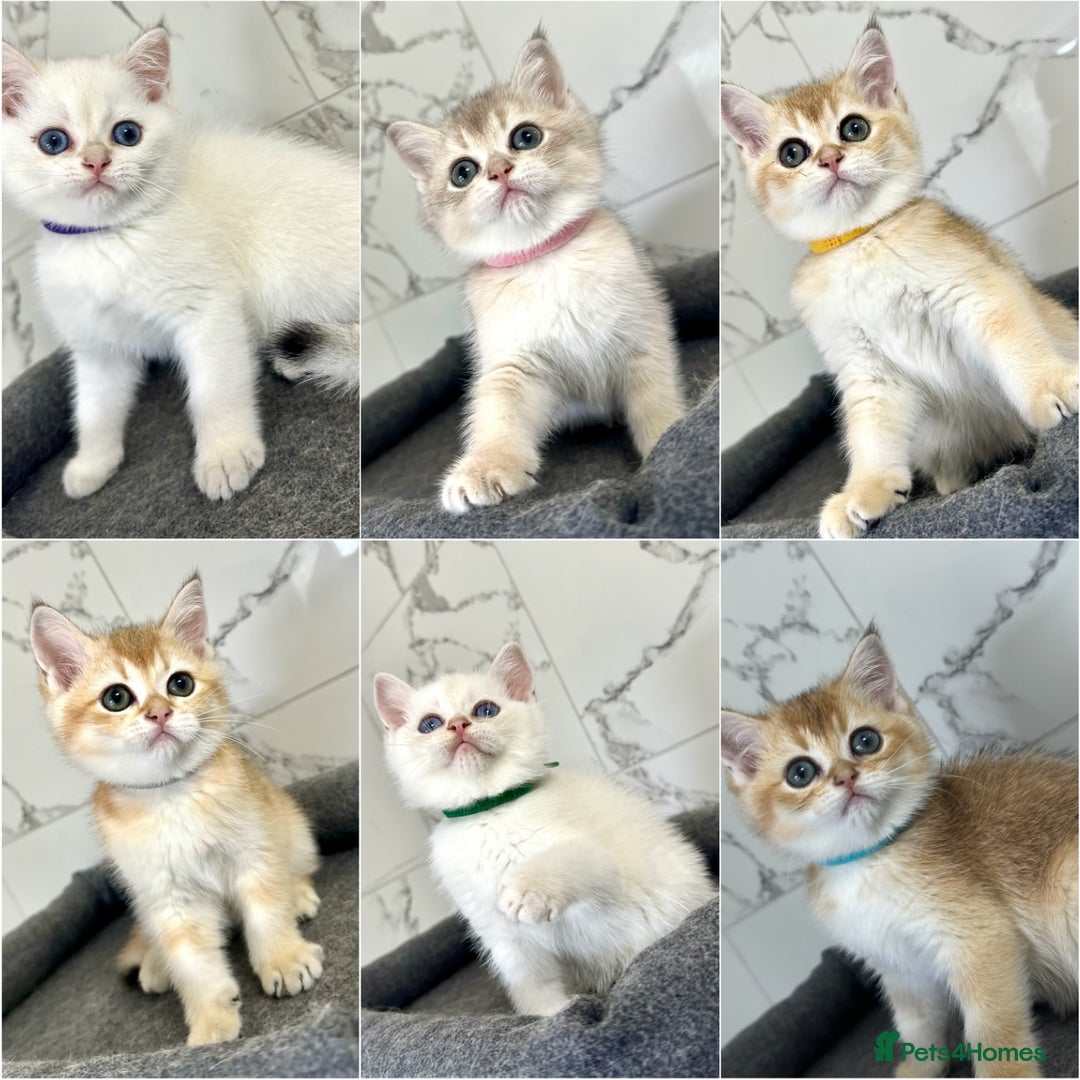 British Shorthair cats for sale: Last 2 adorable boys looking for a loving family  - Image 2