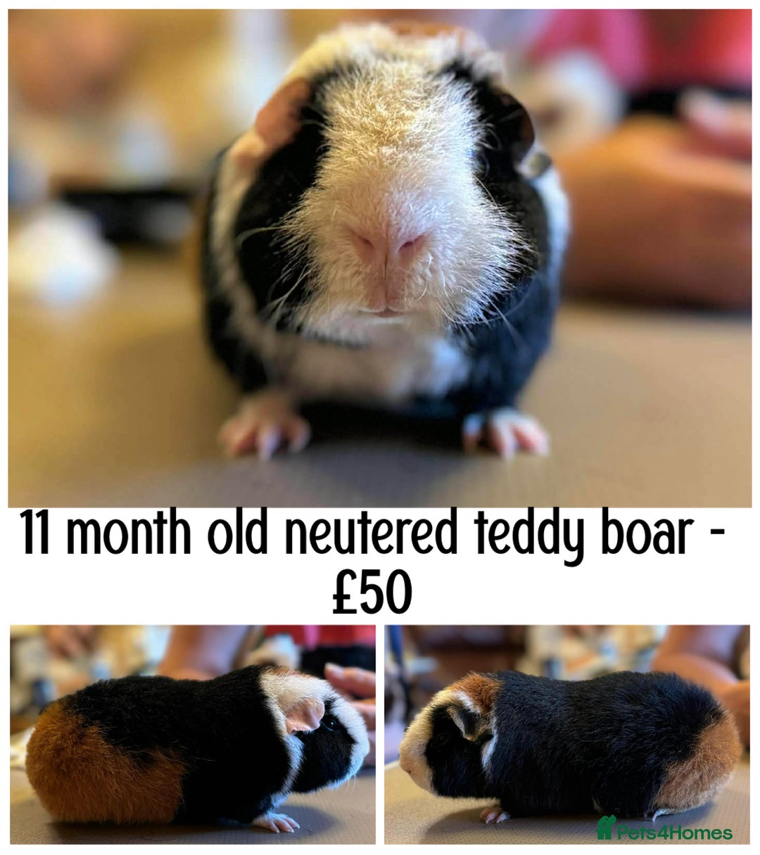 Guinea Pig rodents for sale: Selection of pigs - Advert 4