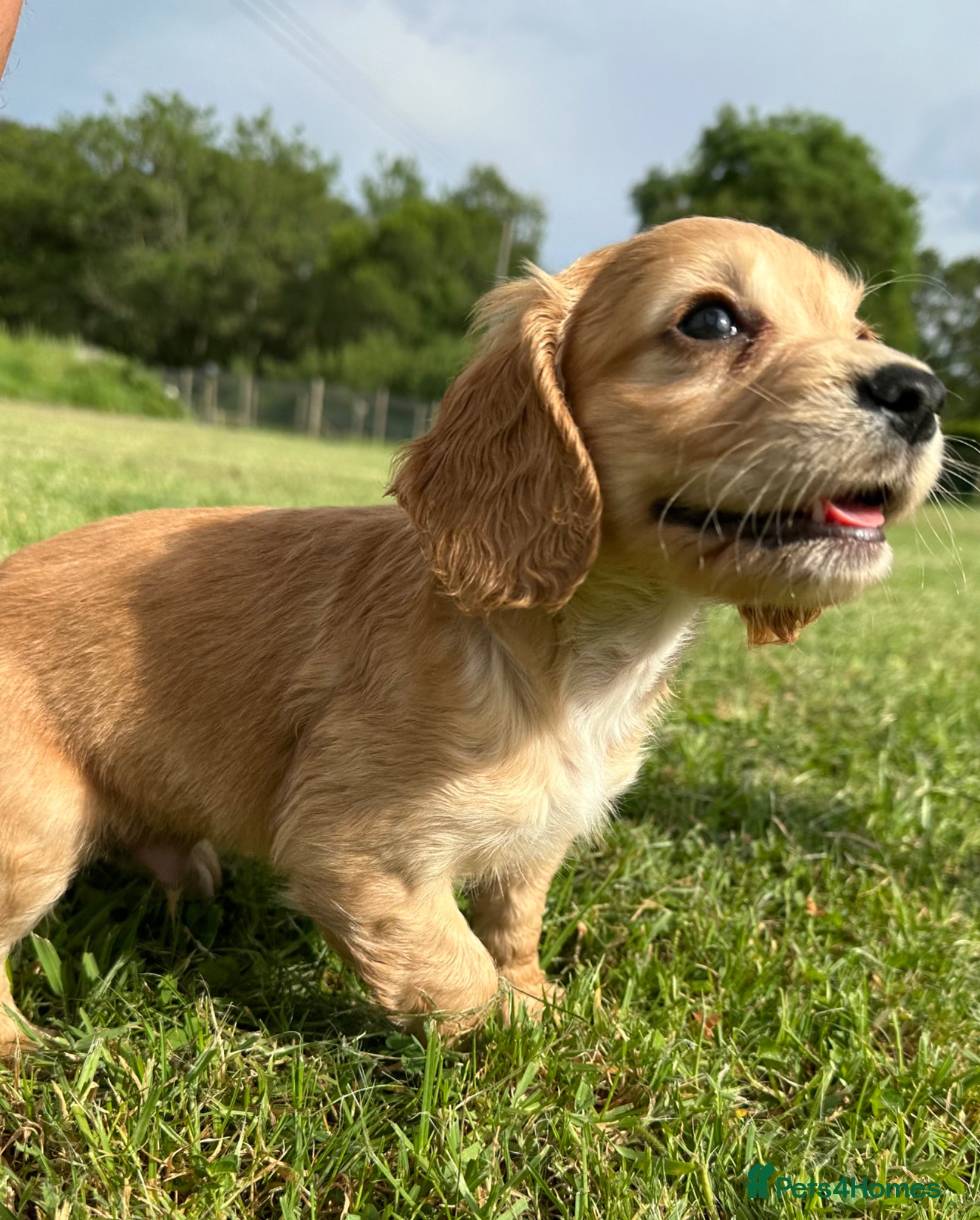 Cocker Spaniel dogs Working cocker spaniel’s - Advert 2