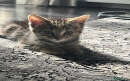 British Shorthair cats for sale: FEMALE & MALE CATS and KITTENs - Image 7