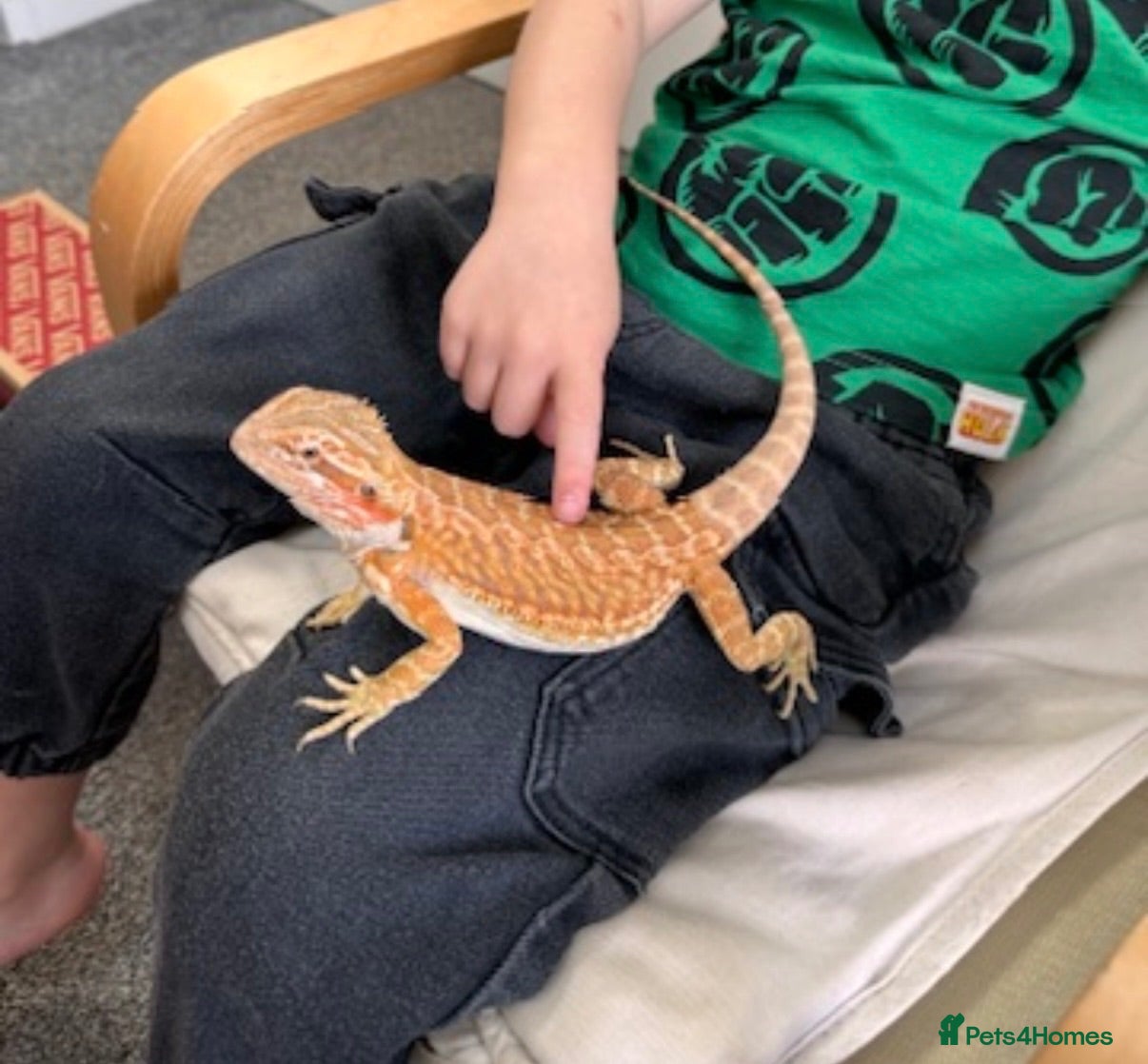 Bearded Dragon reptiles Friendly bearded dragon - Advert 1