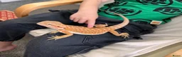 Bearded Dragon reptiles for sale: Friendly bearded dragon in Clevedon - Advert 1