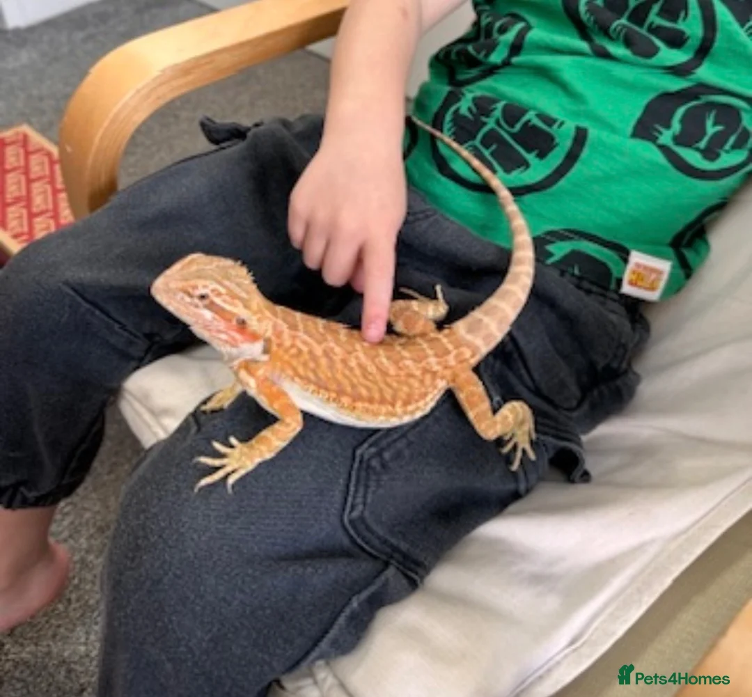 Bearded Dragon reptiles for sale: Friendly bearded dragon in Clevedon - Advert 1