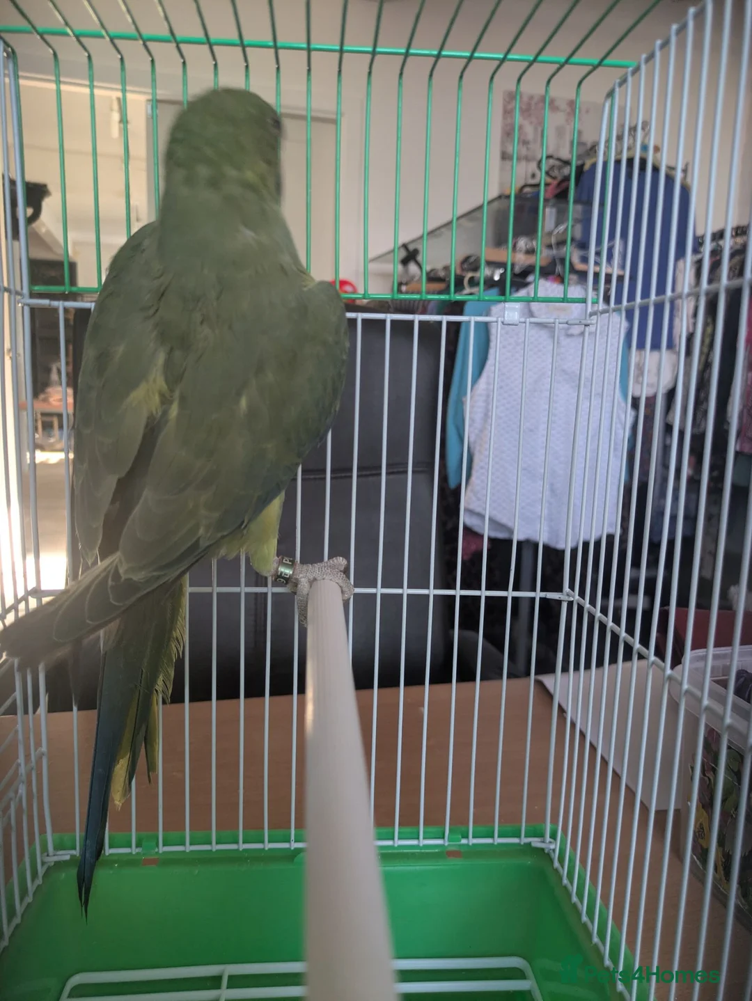 Ringnecks birds for sale: Indian Ringnecks babies olive and lemon creamino  - Advert 6