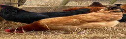 Chickens poultry for sale: Beautiful hybrid hens POL - Advert 8
