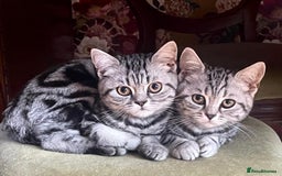 British Shorthair cats for sale: Beautiful British Shorthair girls very loving - Image 5