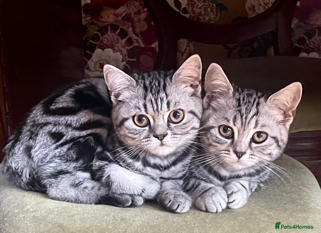 British Shorthair cats for sale: Beautiful British Shorthair girls very loving - Image 5