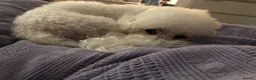 Bichon Frise dogs for sale: Bichon frise for adoption  - Advert 13