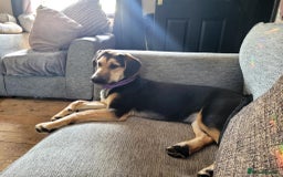 Mixed Breed dogs for adoption: Echo – 9 months old. Female, Mixed breed. - Image 4