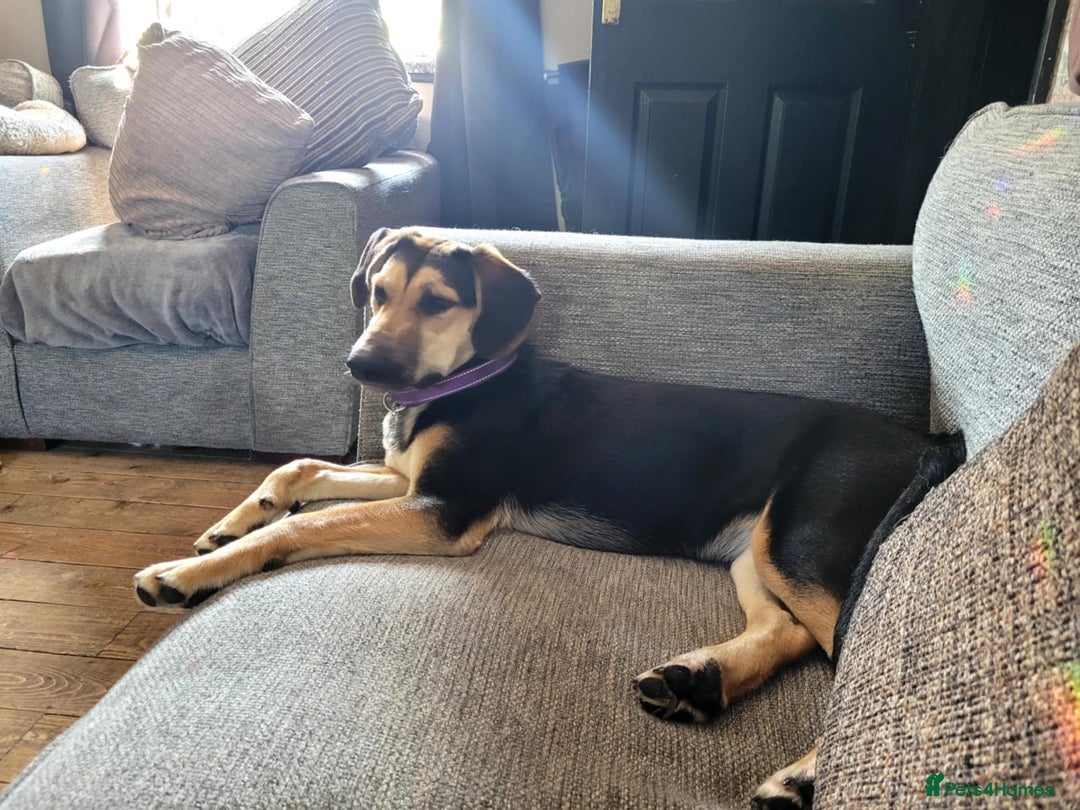 Mixed Breed dogs for adoption: Echo – 9 months old. Female, Mixed breed. - Image 4