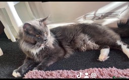 Maine Coon cats for sale: 6 beautiful maine coon kittens - Image 11