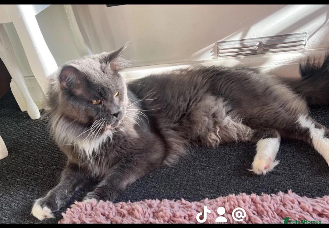 Maine Coon cats for sale: 6 beautiful maine coon kittens - Image 11