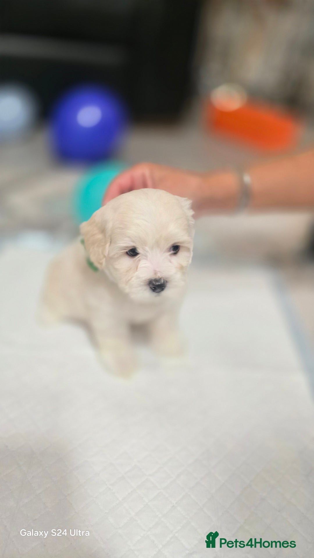 Bichon Frise dogs for sale:  Adorable Bichon puppies 🐶 🩷🩷🩷 - Advert 2