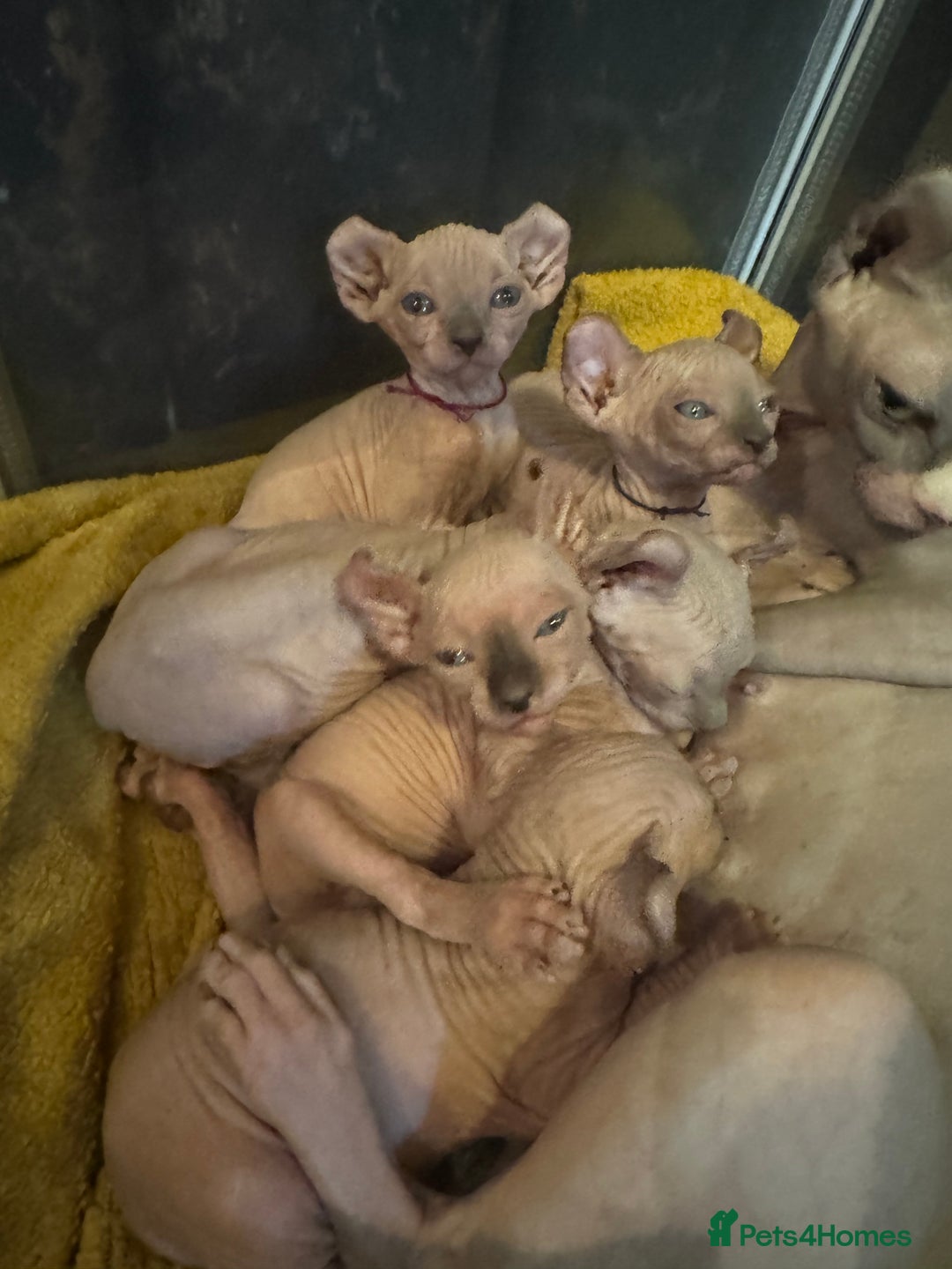 Sphynx cats for sale: Elf kittens 🔥🔥🔥 - Image 11