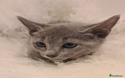 Russian Blue cats for sale: CHAMPION SIred GCCF Russian kittens  in Peterborough - Image 13