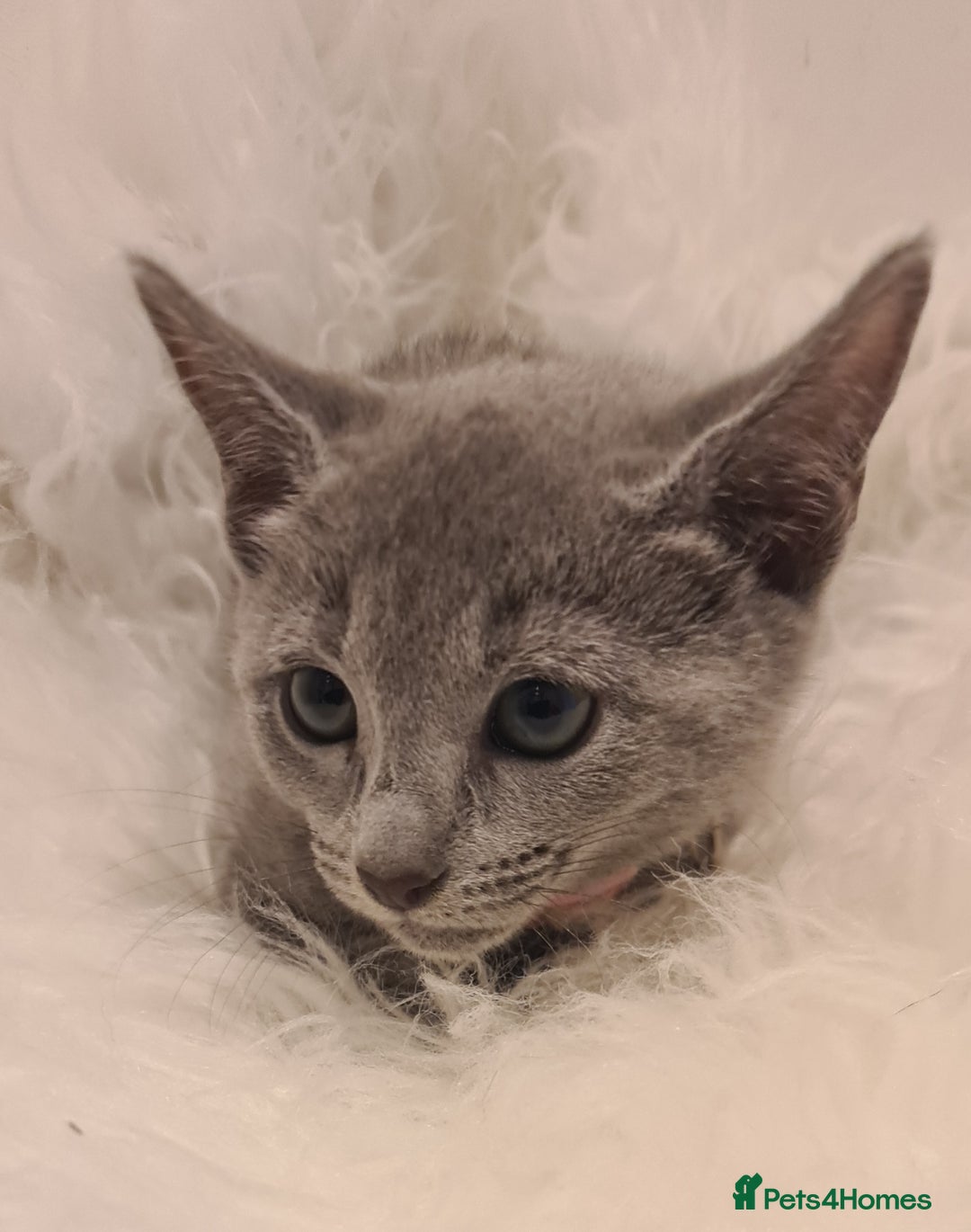 Russian Blue cats for sale: CHAMPION SIred GCCF Russian kittens  in Peterborough - Image 13