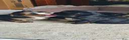 Morkie dogs for sale: Adorable Morki Babies  in Westcliff-on-Sea - Advert 5