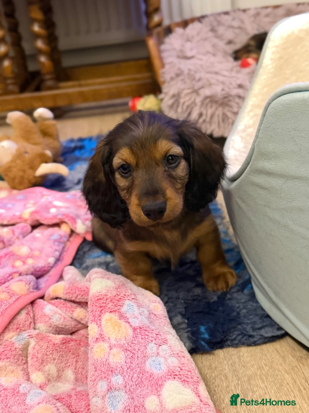 Dachshund dogs for sale: 2 KC Standard Long Haired Dachshund Puppies - Advert 2