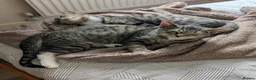 Mixed Breed cats for sale: Benji and Dylan in Southampton - Advert 4